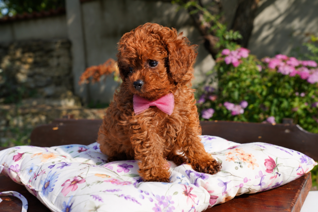 Toy Poodle BG – развъдник на той пудели с родословие в България! Best toy poodle in Bulgaria by clients and google search with FCI - pedigree