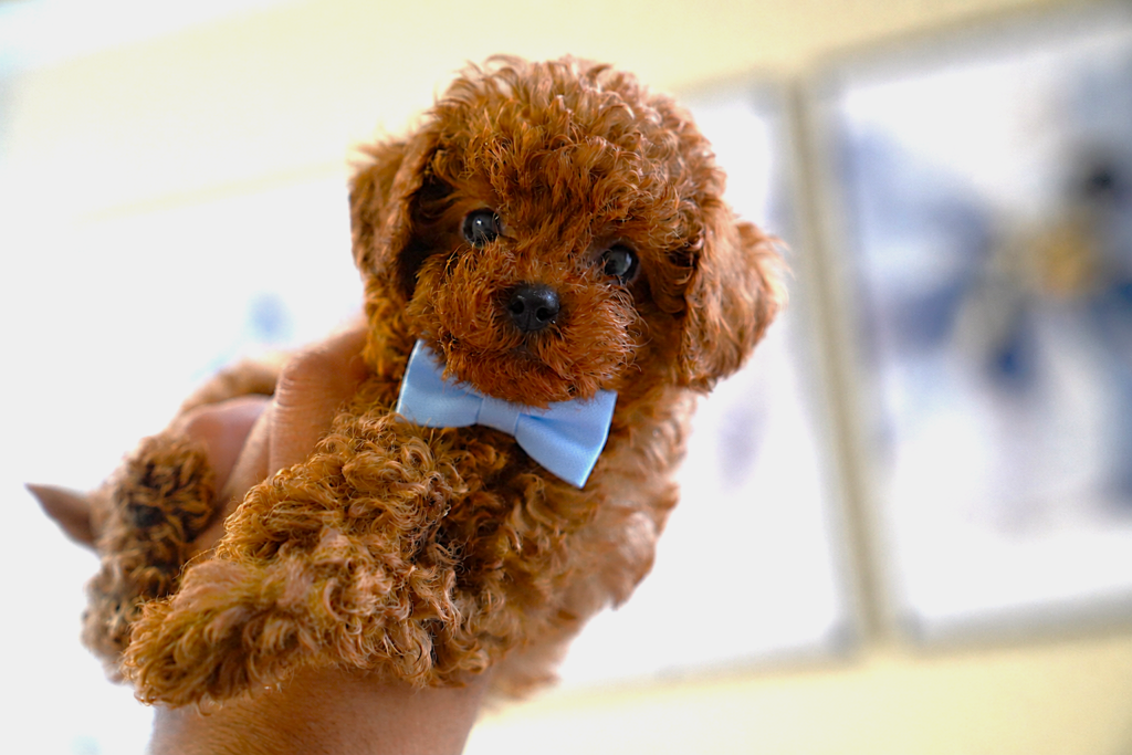 Toy Poodle BG – развъждане на мини и той пудели с родословие в България