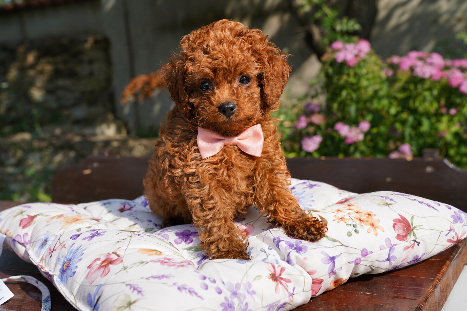 развъдник той пудел, той пудел женксо мини, poodle цена